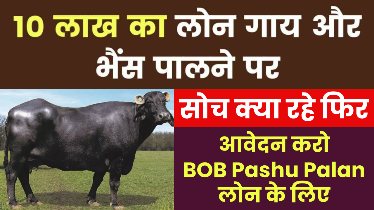 बैंक ऑफ बड़ौदा पशुपालन लोन कैसे लें? BOB Pashu Palan Loan की पूरी जानकारी