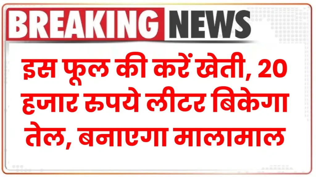 Business Idea: इस फूल की करें खेती, 20 हजार रुपये लीटर बिकेगा तेल, बनाएगा मालामाल