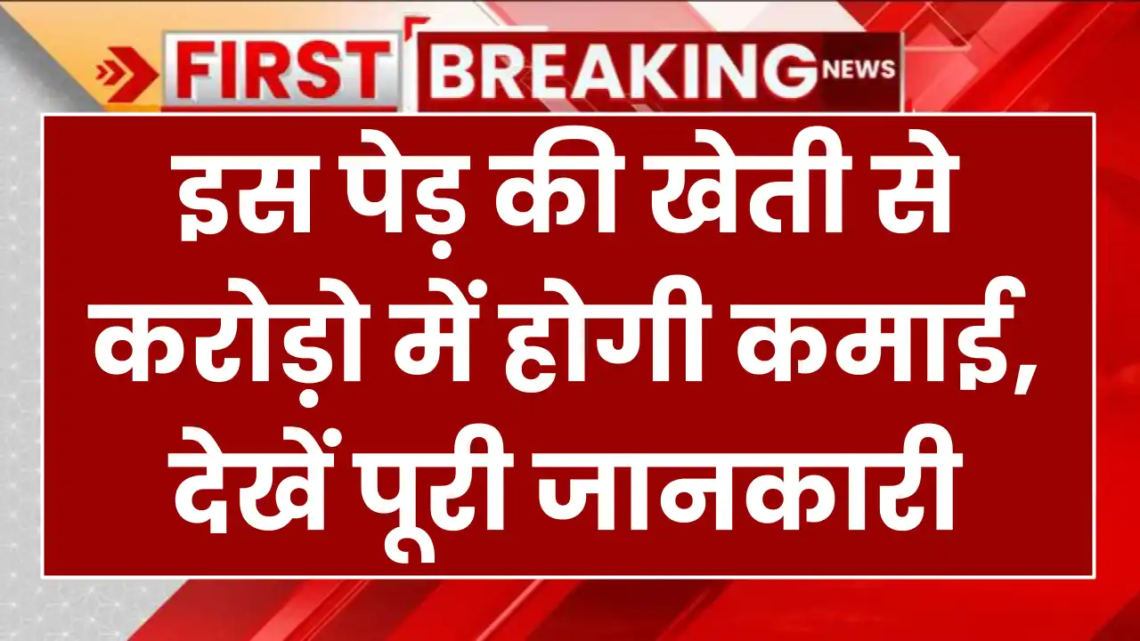 Tree farming: इस पेड़ की खेती से करोड़ो में होगी कमाई, देखें पूरी जानकारी