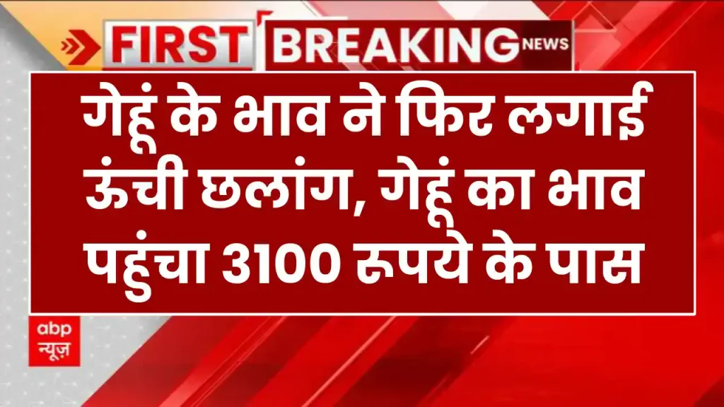 Mandi Bhav: गेहूं के भाव ने फिर लगाई ऊंची छलांग, गेहूं का भाव पहुंचा 3100 रूपये के पास