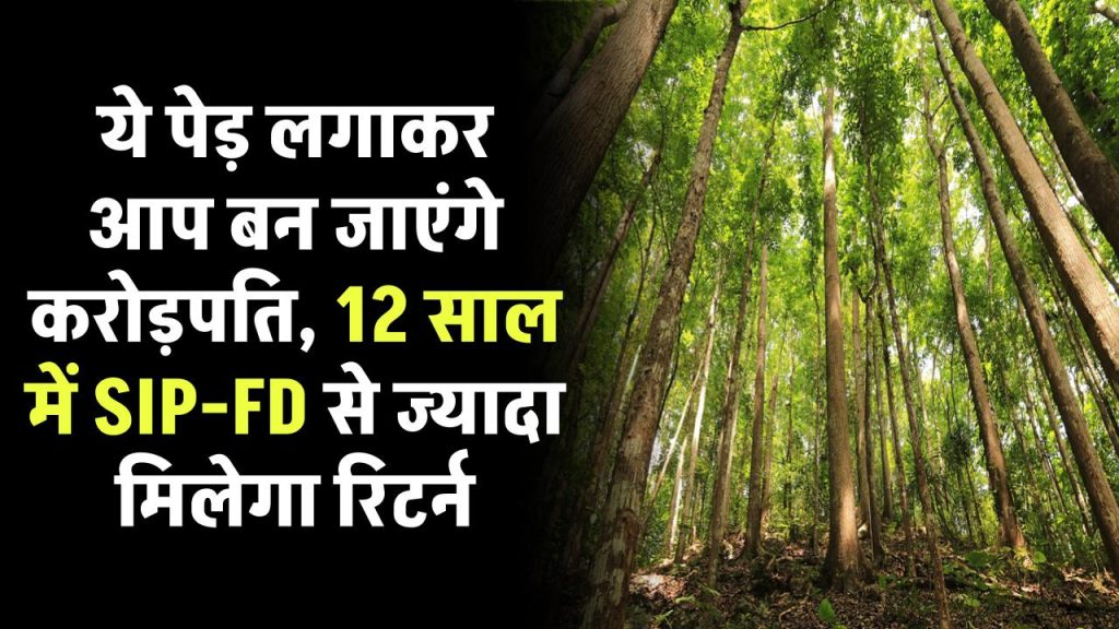 करोड़पति बनना है तो खाली जमीन पर लगा दें ये पेड़, 12 साल में SIP-FD से ज्यादा मिलेगा रिटर्न