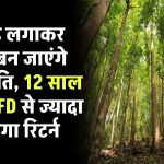 करोड़पति बनना है तो खाली जमीन पर लगा दें ये पेड़, 12 साल में SIP-FD से ज्यादा मिलेगा रिटर्न